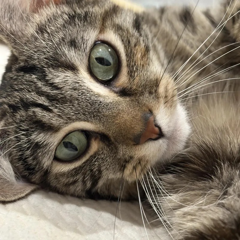 Princess Tillyab thumbnail 3