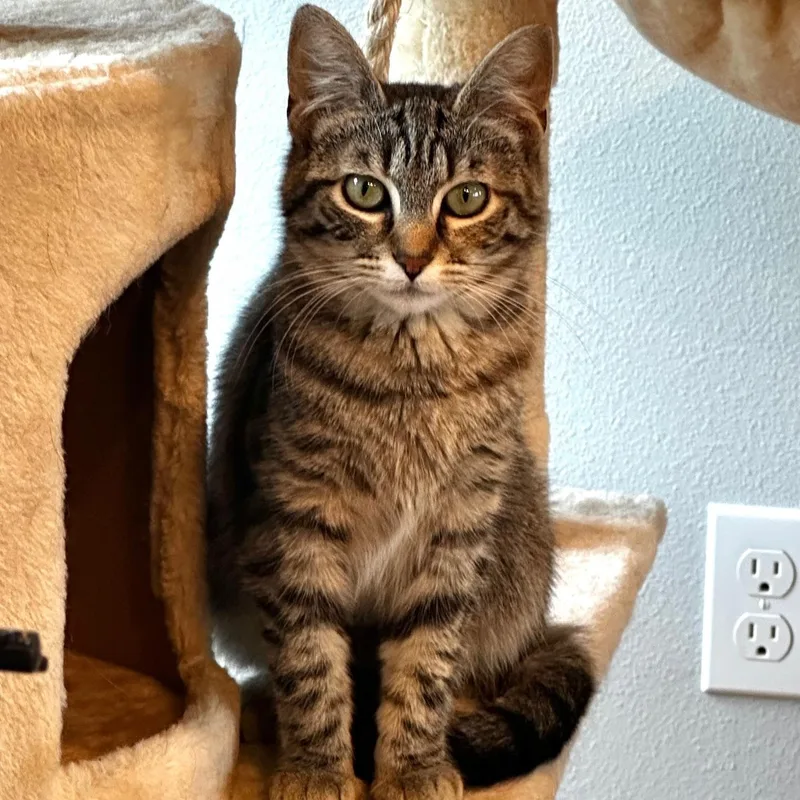 Princess Tillyab thumbnail 4