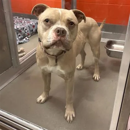 An adult large-sized male Mixed Breed dog named Leo for adoption in Dallas, TX