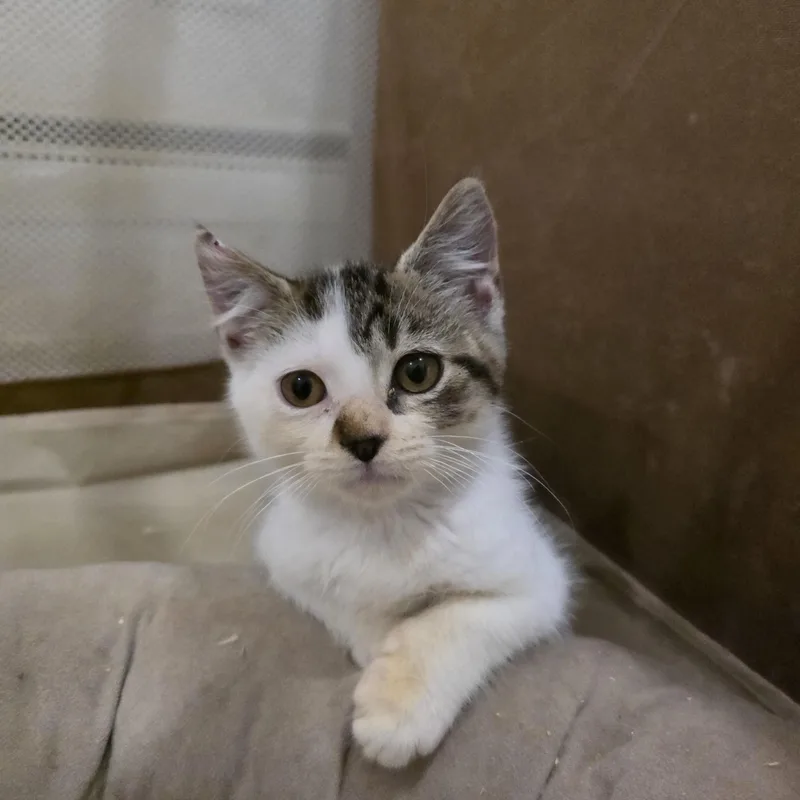 A baby medium-sized male Tabby (Brown / Chocolate) Domestic Short Hair cat named Puzzle for adoption in Moriches, NY