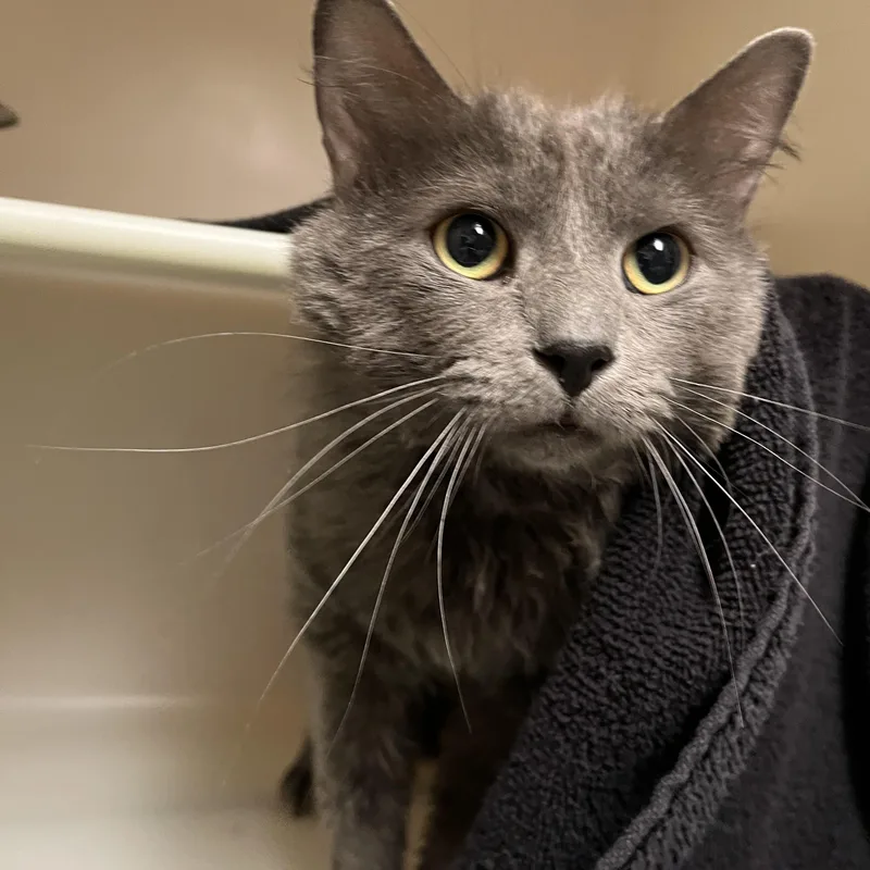 Porch Swing thumbnail 2