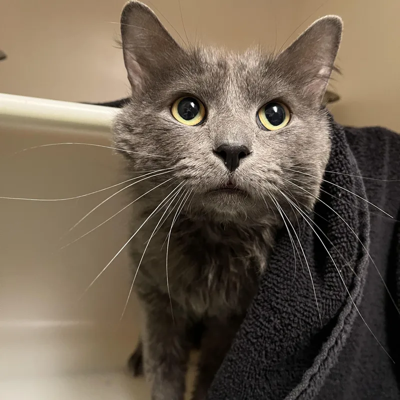 An adult medium-sized male Gray / Blue / Silver Domestic Medium Hair cat named Porch Swing for adoption in Salisbury, MA