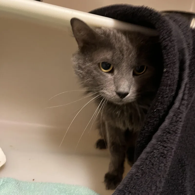 Porch Swing thumbnail 3