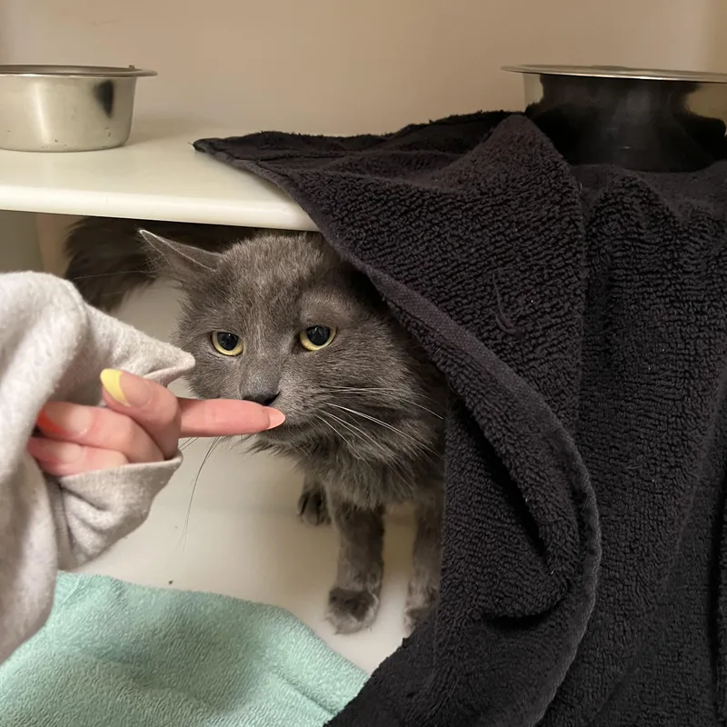 Porch Swing thumbnail 4