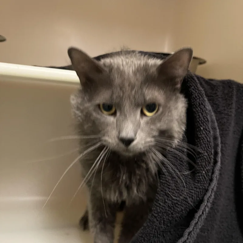 Porch Swing thumbnail 5