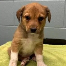 A young large-sized male Shepherd dog named Zolo for adoption in Kansas City, MO