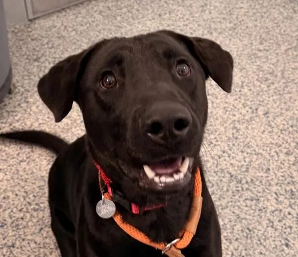 An adult large-sized male Labrador Retriever dog named Odie for adoption in Golden, CO