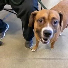 An adult medium-sized male Brown / Chocolate Mixed Breed dog named Buster for adoption in York, PA
