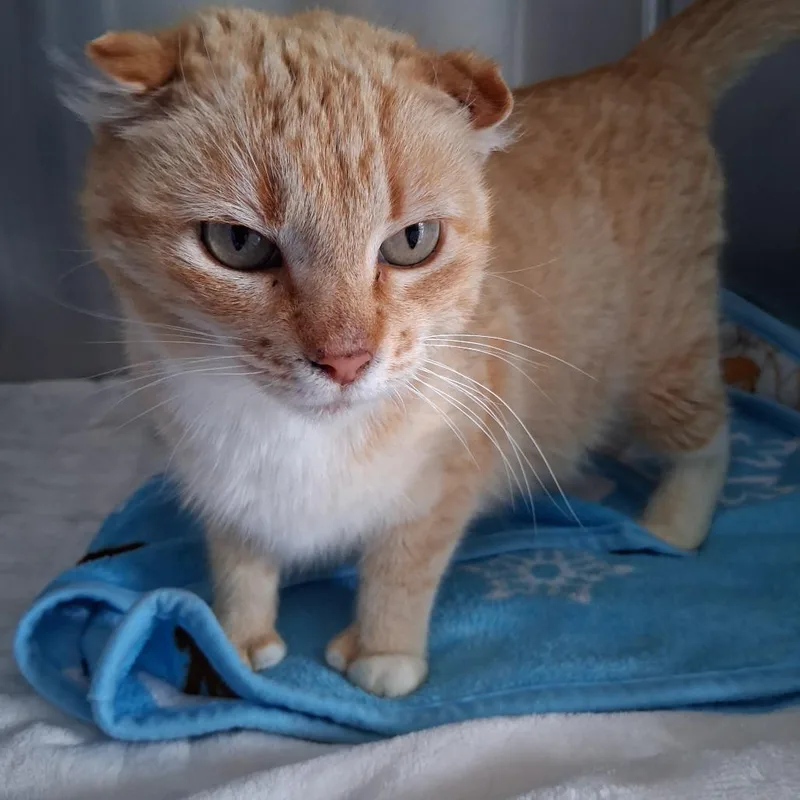 An adult medium-sized female Orange / Red Domestic Short Hair cat named Susie for adoption in Fort Smith, AR