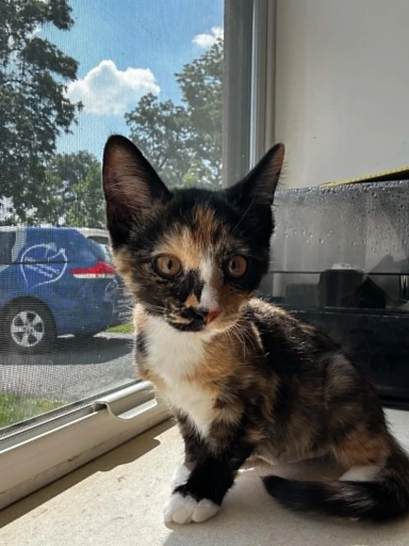 A baby medium-sized female Torbie Domestic Short Hair cat named Stardust for adoption in Chambersburg, PA