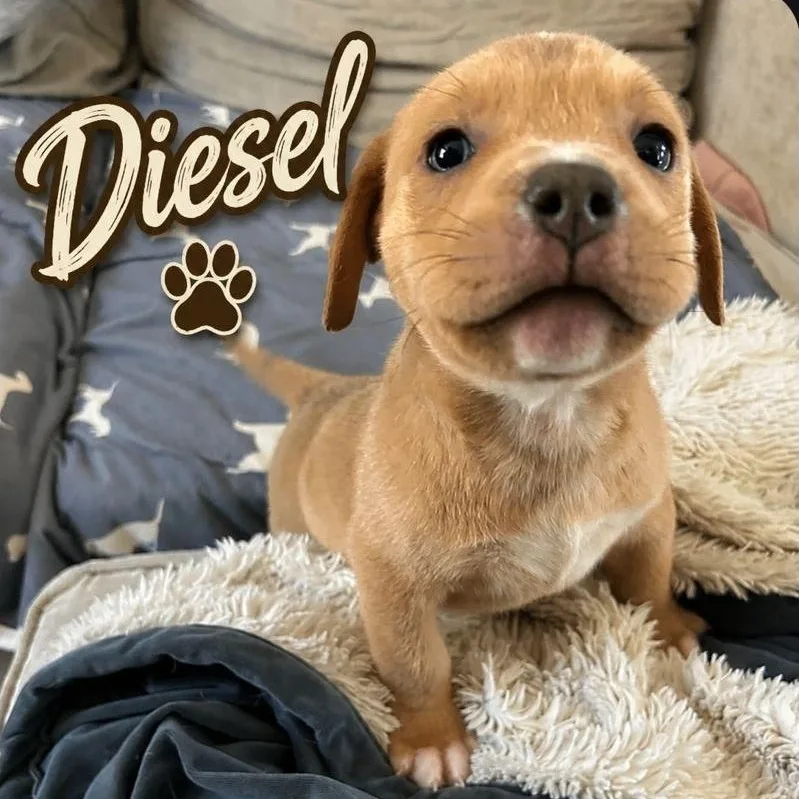 A baby medium-sized male White / Cream Pit Bull Terrier dog named Diesel for adoption in Brentwood, CA