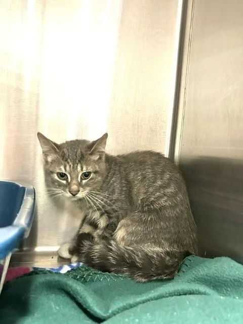 A baby medium-sized male Tabby (Brown / Chocolate) Domestic Short Hair cat named Carmine for adoption in Muskegon, MI