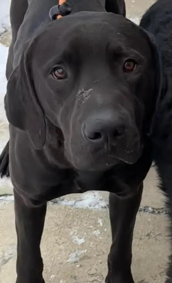 A young large-sized male Labrador Retriever dog named Bucky for adoption in Elizabethton, TN