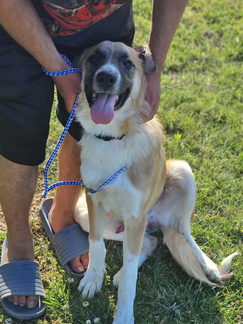 A young medium-sized male Apricot / Beige Anatolian Shepherd dog named Beethovan for adoption in Fort Payne, AL