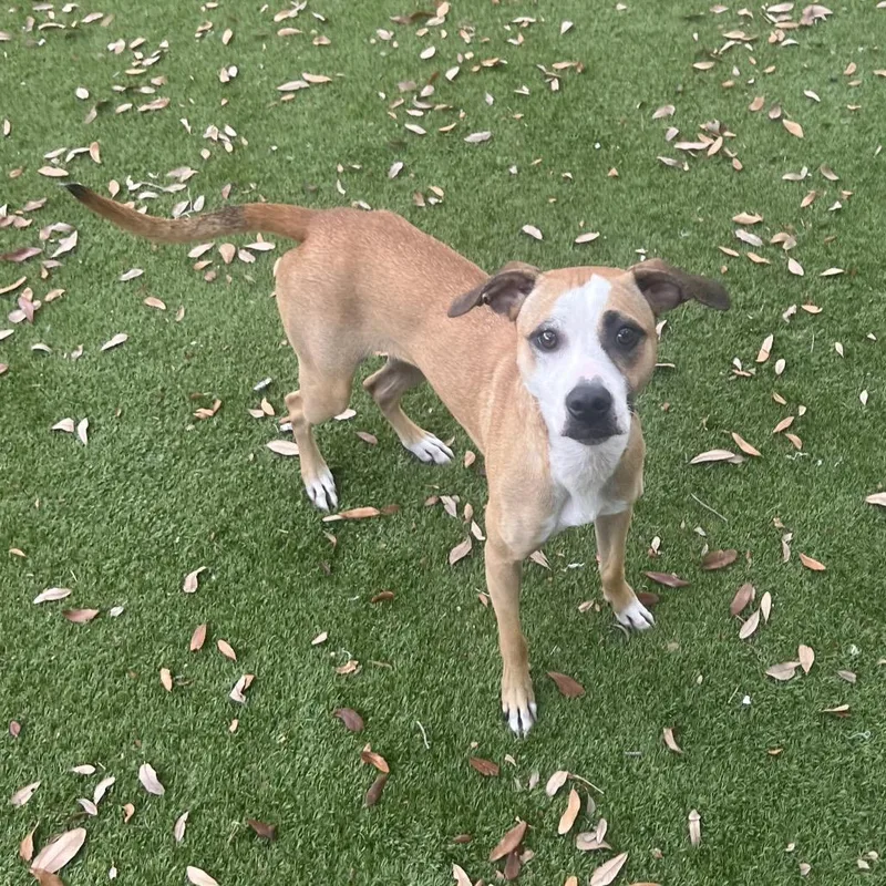 Love Bug thumbnail 2