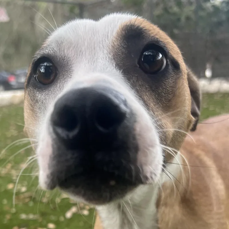 Love Bug thumbnail 3