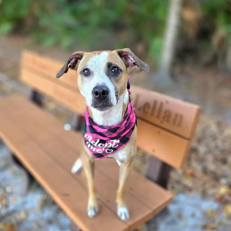 Love Bug thumbnail 4