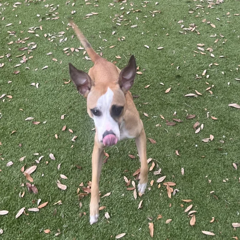 Love Bug thumbnail 5