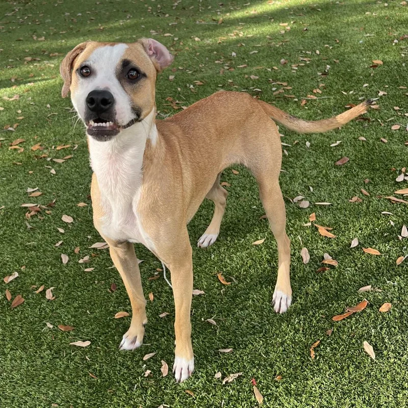 Love Bug thumbnail 6