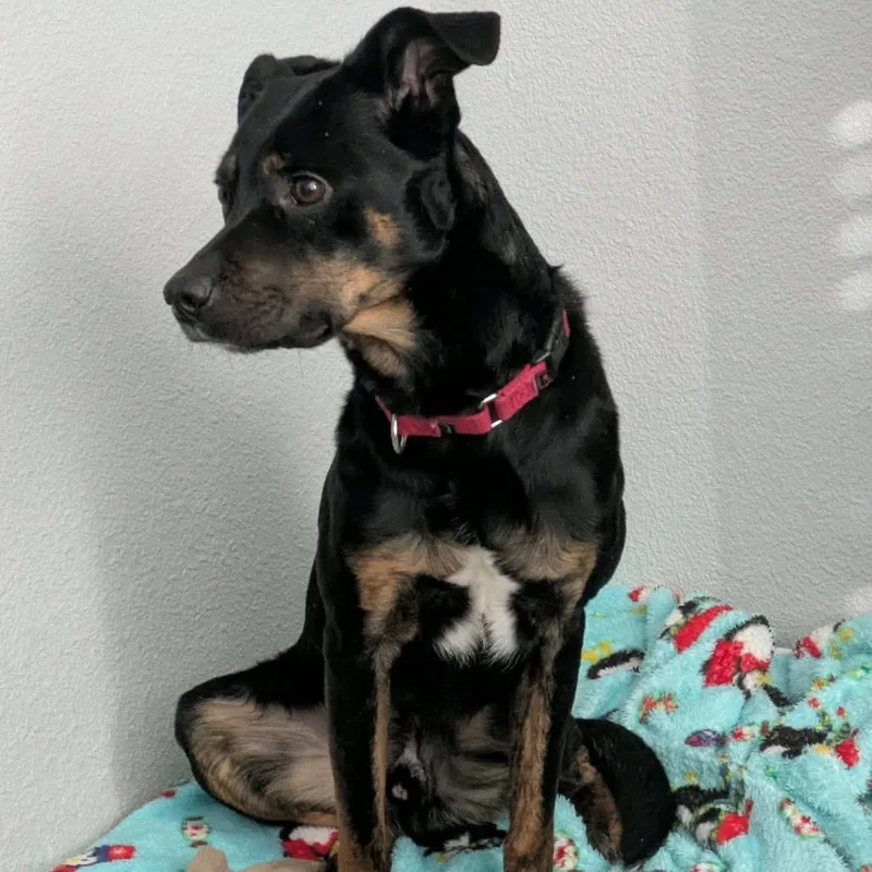 Benedict thumbnail 2