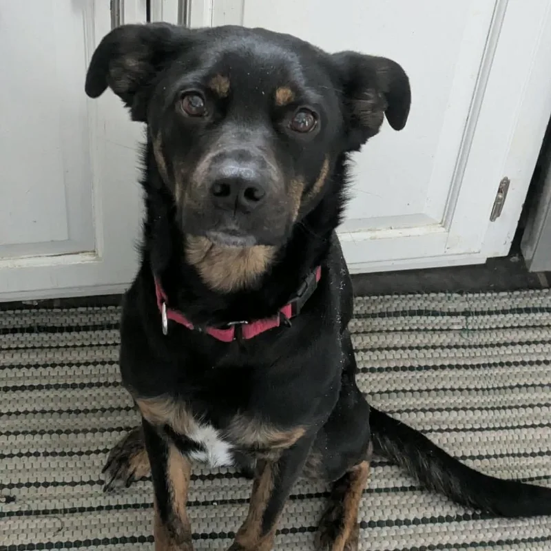 Benedict thumbnail 4