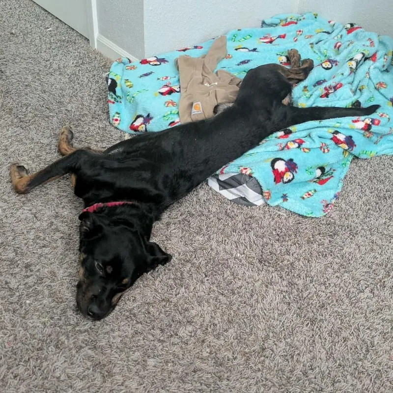 Benedict thumbnail 5