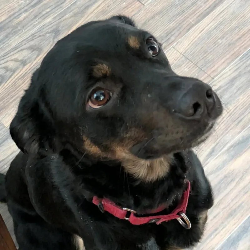 Benedict thumbnail 6