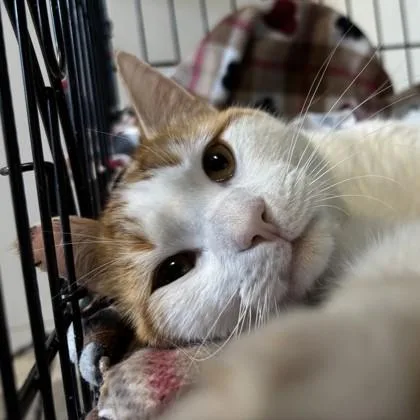 Soy Sauce thumbnail 2