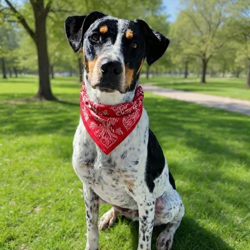 Hunter  Paws thumbnail 2