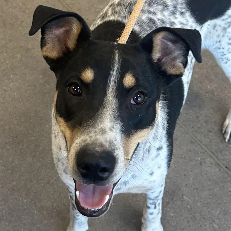 Hunter  Paws thumbnail 3