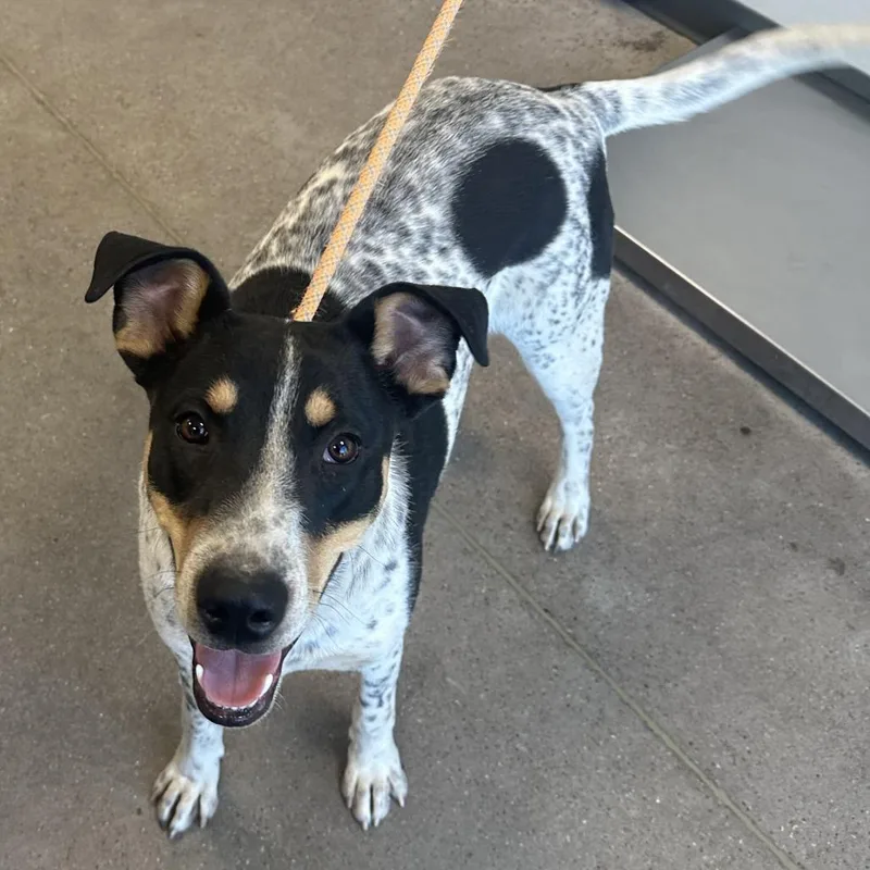 Hunter  Paws thumbnail 4