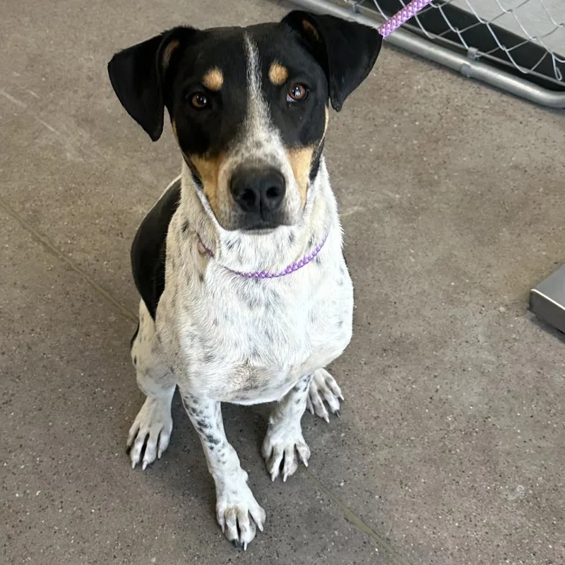 Hunter  Paws thumbnail 5