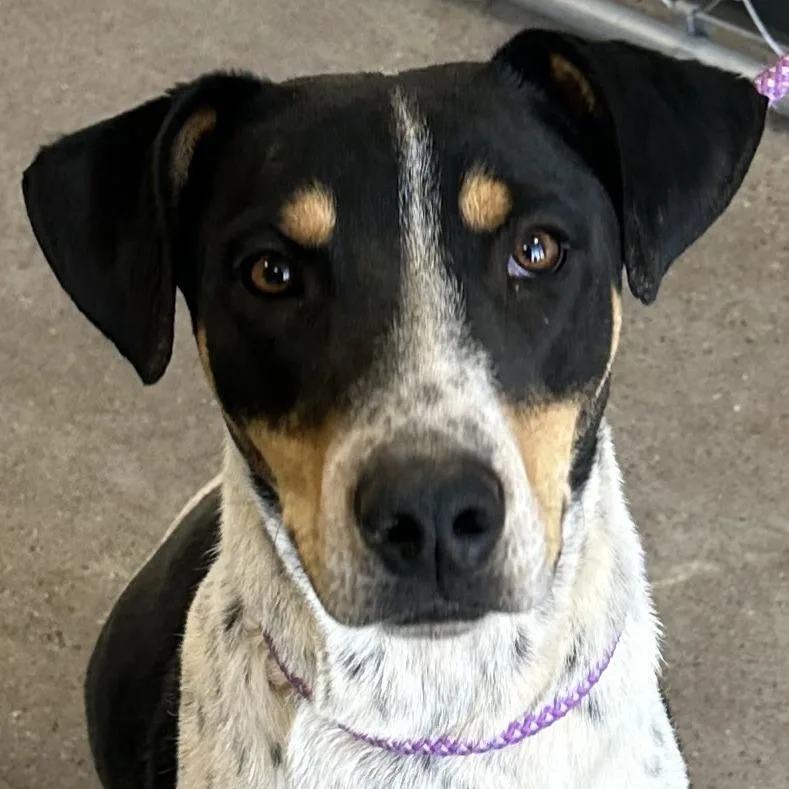 Hunter  Paws thumbnail 6