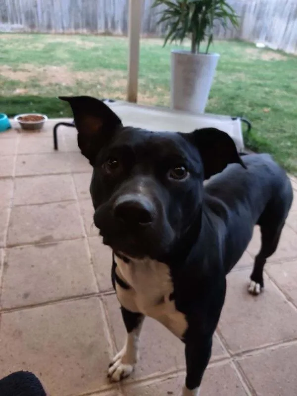 Spike Lee thumbnail 4