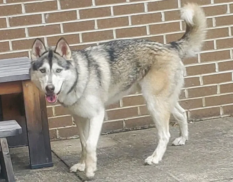 Zeus Courtesy Listing thumbnail 2