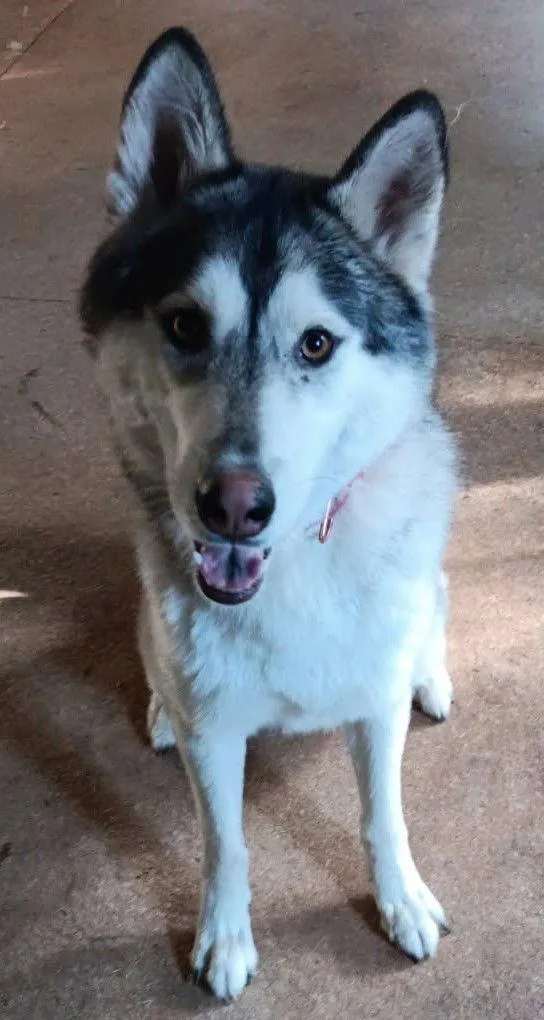 Zeus Courtesy Listing thumbnail 3