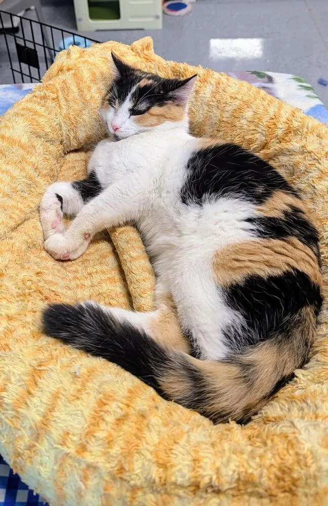 Zona Mae thumbnail 2