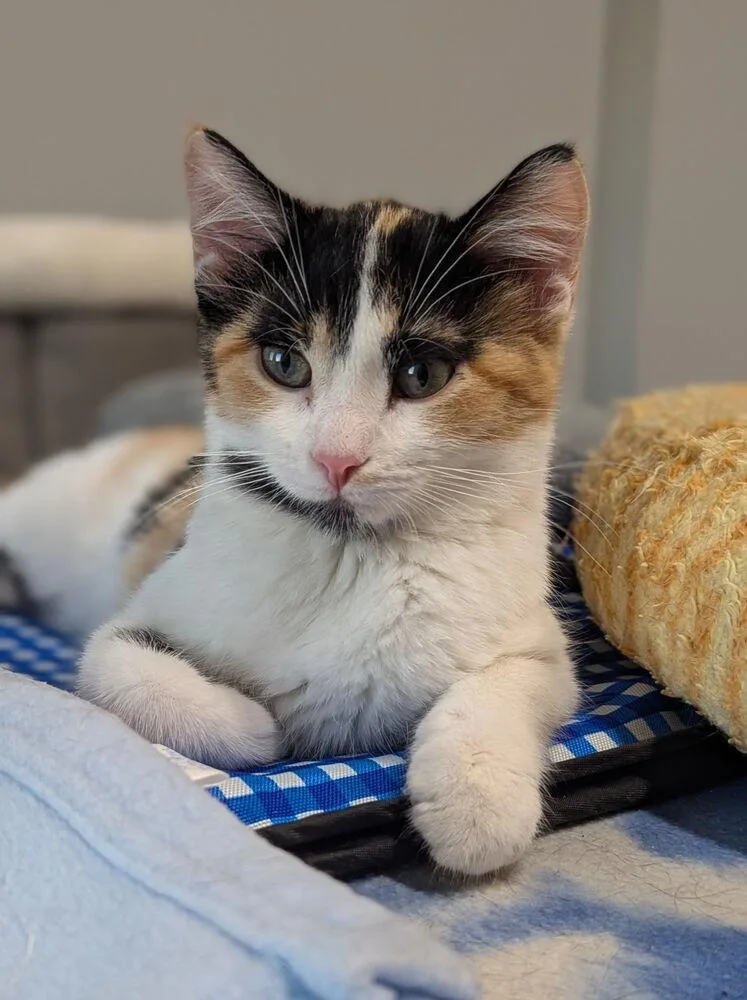 Zona Mae thumbnail 3