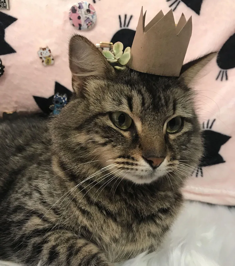 Snowberry thumbnail 2