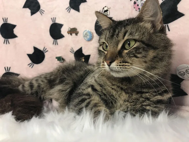 Snowberry thumbnail 3