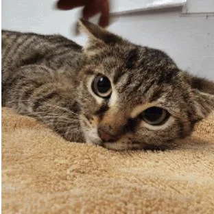 Prickly Pear thumbnail 2