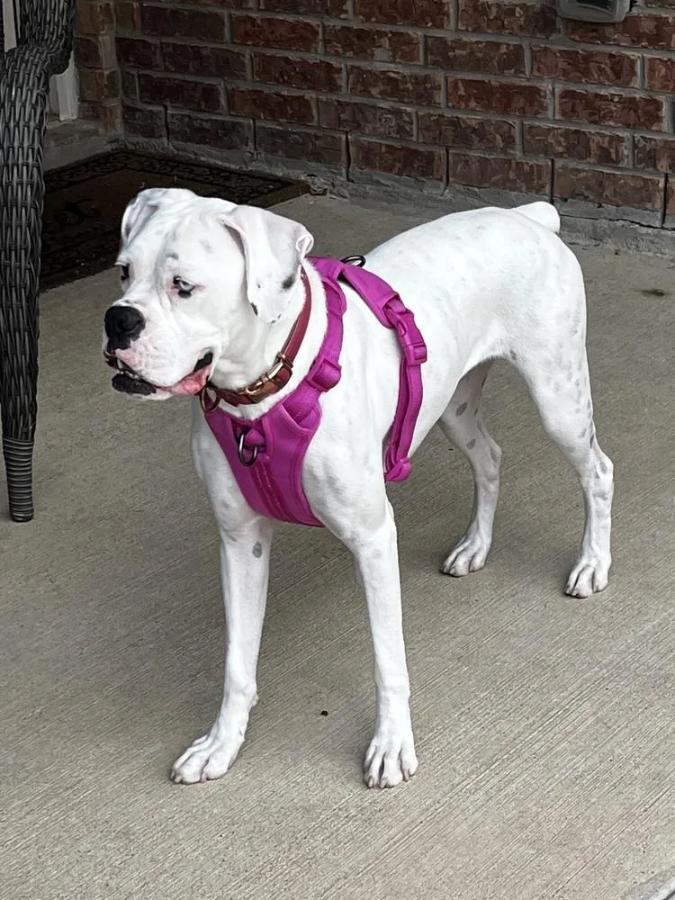 Sahara  Abr Return thumbnail 2