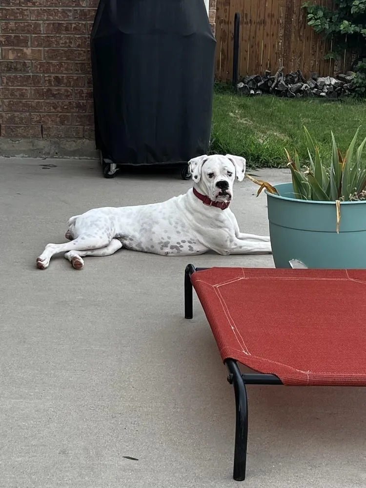 Sahara  Abr Return thumbnail 4