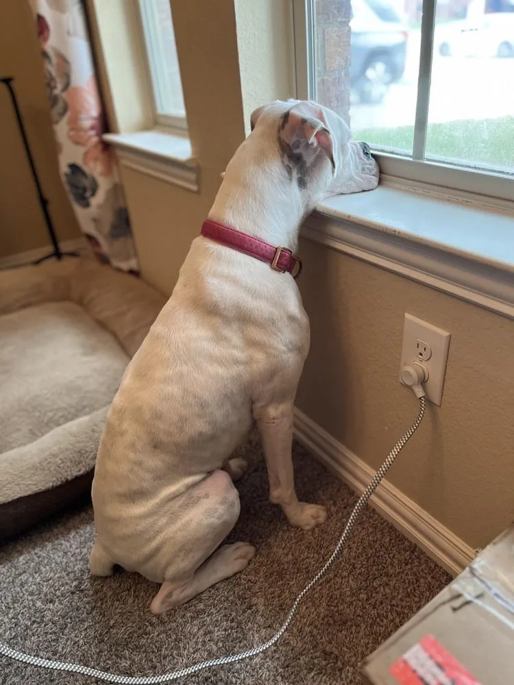 Sahara  Abr Return thumbnail 5