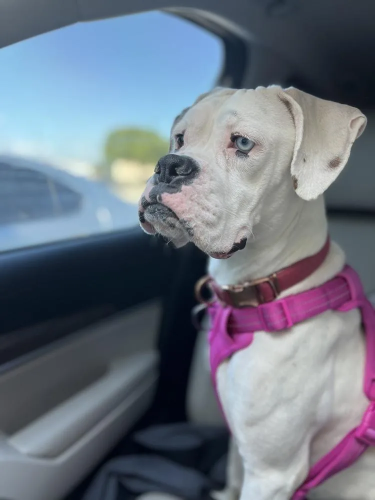 Sahara  Abr Return thumbnail 6