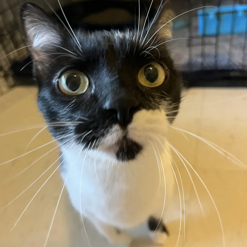 Fuzz Ball thumbnail 2