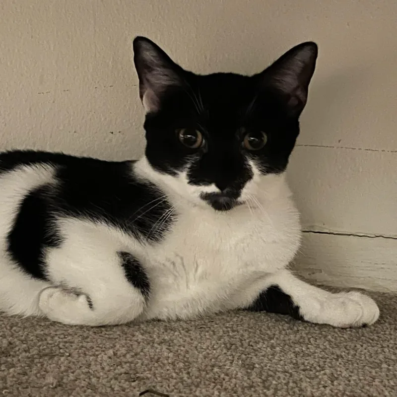 Tater Tot thumbnail 2