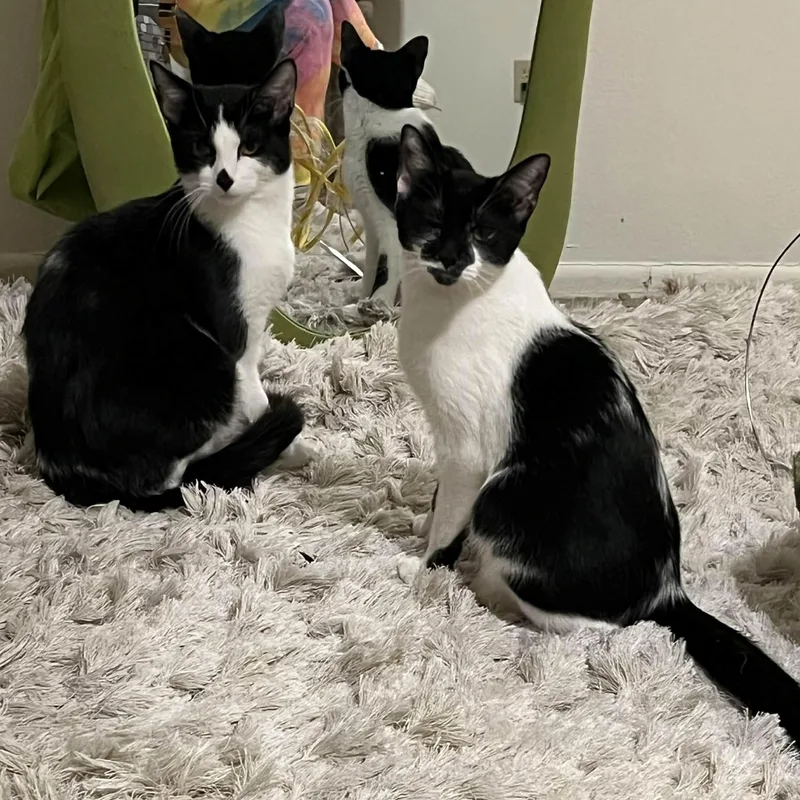 Tater Tot thumbnail 3