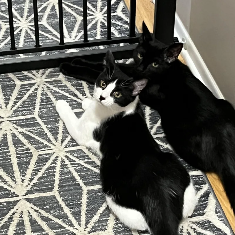 Tater Tot thumbnail 4