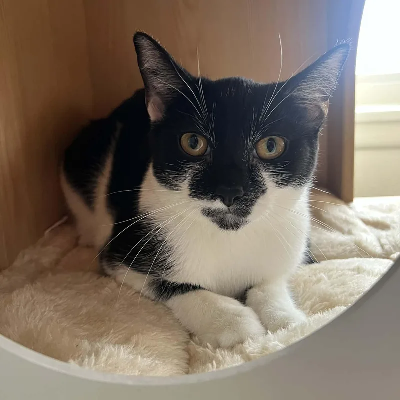 Tater Tot thumbnail 5